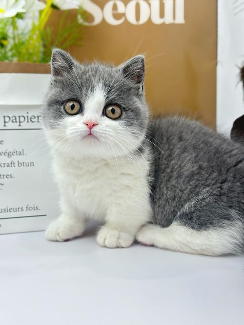 宠物猫的图片_萌猫照片，选猫参考！