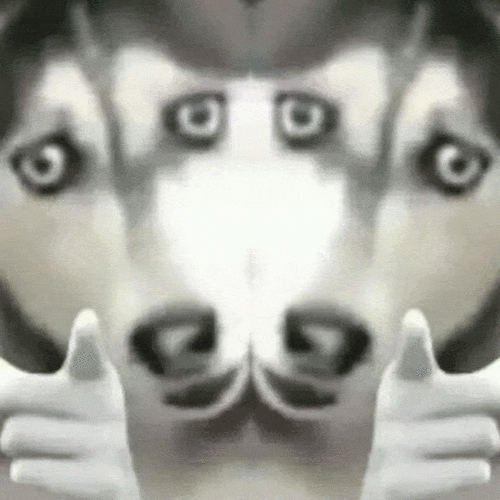 二哈狗头指人图_二哈狗头指人表情包疯传，萌又吓人成搞笑担当！