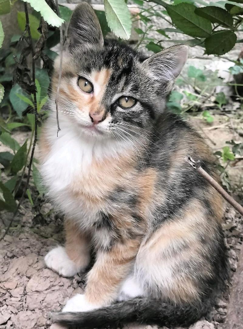 纯种三花猫图片_好看上镜的纯种三花猫