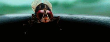 苍蝇侠表情包gif_苍蝇侠表情包，搞笑滑稽，网上聊天必备