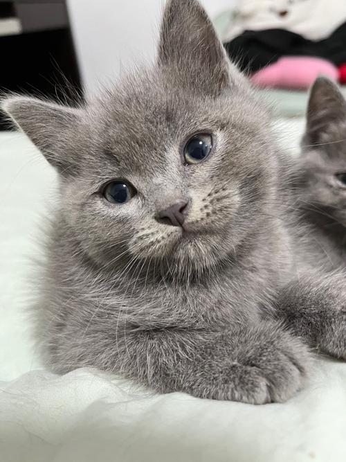 宠物猫的图片_萌猫照片，选猫参考！