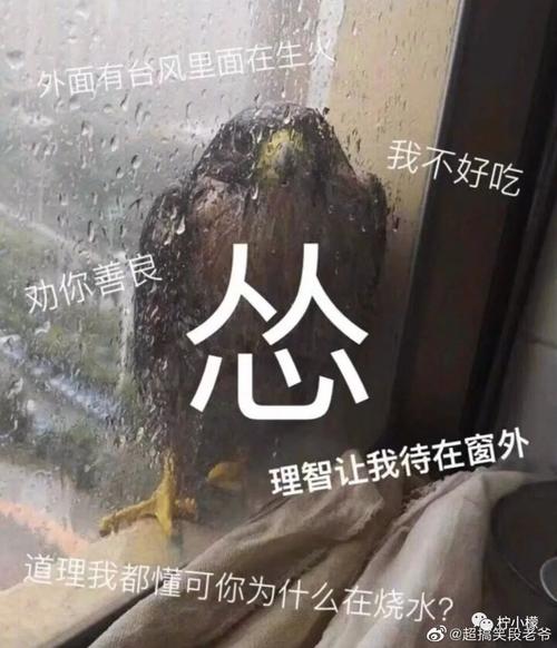 龙王被淦的表情包_龙王P成QQ娘表情包爆笑全网