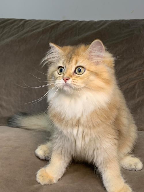 宠物猫的图片_萌猫照片，选猫参考！