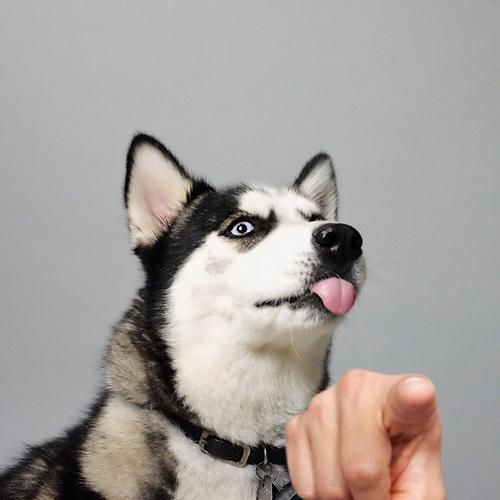 二哈狗头指人图_二哈狗头指人表情包疯传，萌又吓人成搞笑担当！