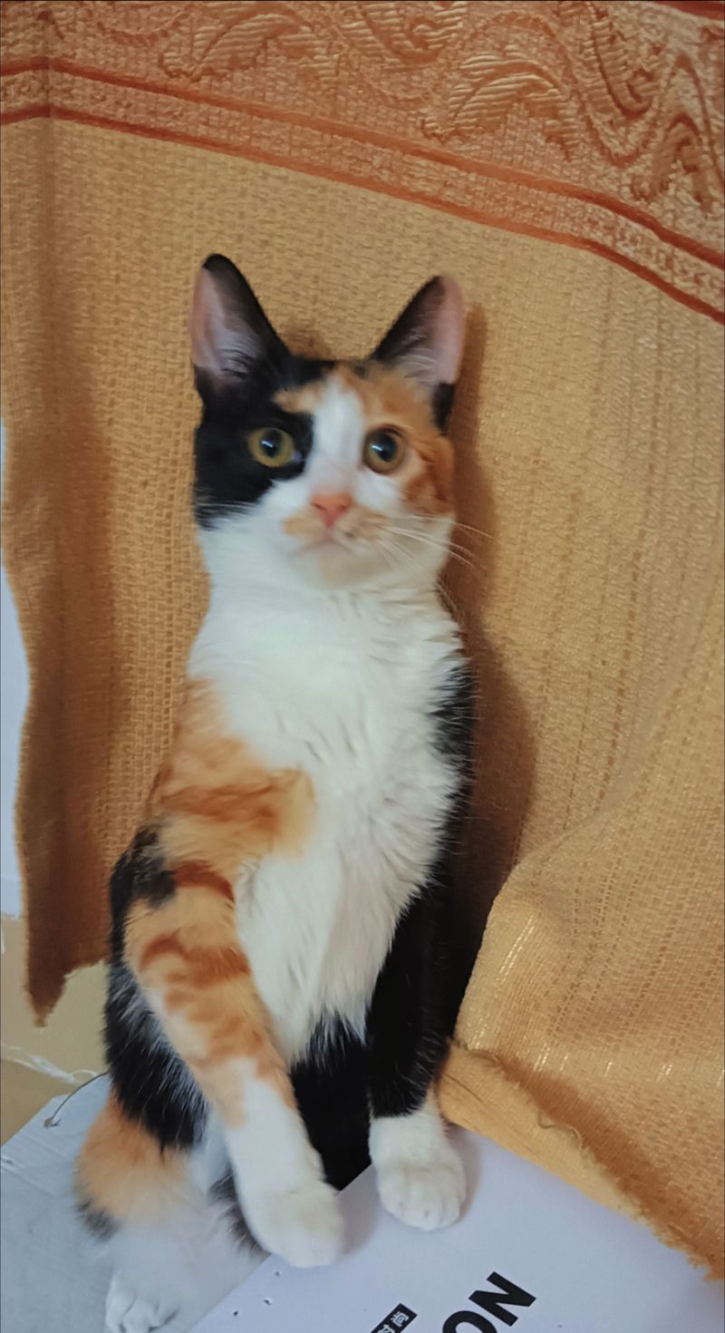 纯种三花猫图片_好看上镜的纯种三花猫