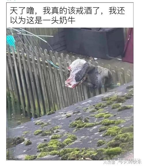 搞笑图片 幽默 笑死人_猫咪研究罐头，狗狗偷吃搞笑图