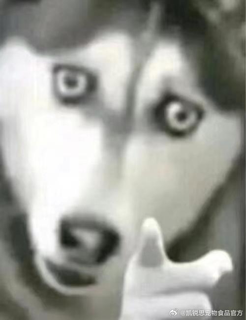 哈士奇指人表情包图片_搞笑哈士奇指人表情包，聊天必备