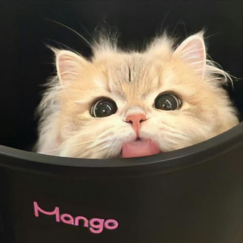 猫表情包最近很火_Mur猫表情包超火！萌翻抖音，好笑又解压！