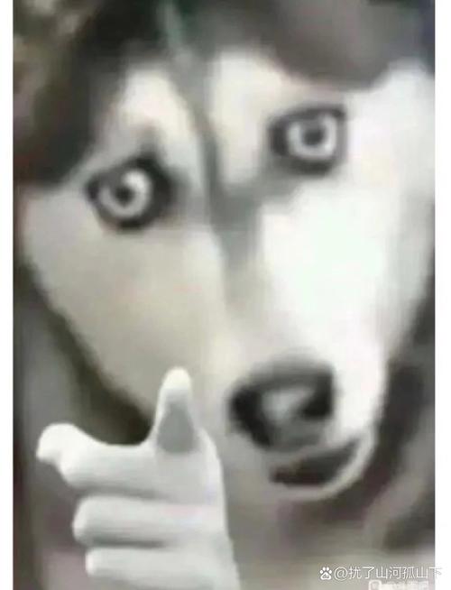 哈士奇指人表情包图片_搞笑哈士奇指人表情包，聊天必备