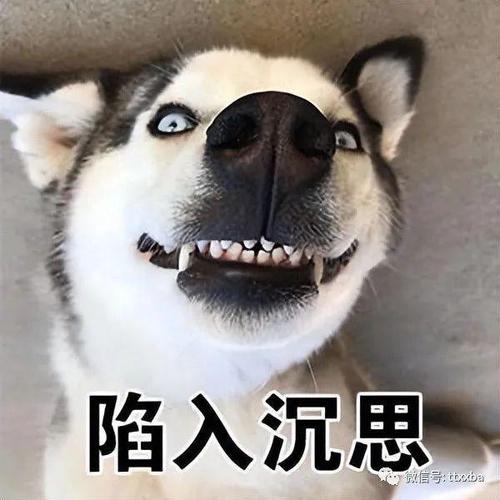 搞笑图片 幽默 笑死人_猫咪研究罐头，狗狗偷吃搞笑图