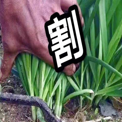 被割的韭菜图片_刚割的韭菜地，田园风光下的讽刺