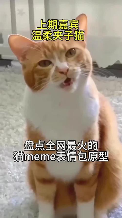 猫表情包最近很火_Mur猫表情包超火！萌翻抖音，好笑又解压！