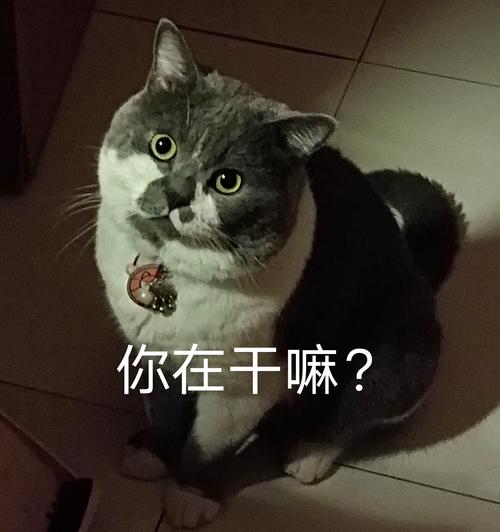 猫表情包最近很火_Mur猫表情包超火！萌翻抖音，好笑又解压！