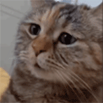 猫猫的表情包gif_可爱猫猫表情包，聊天必备增趣味！